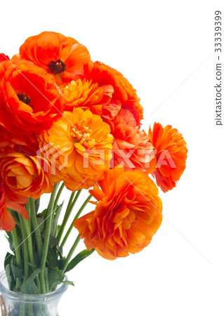 Orange ranunculus fresh flowers Orange ranunculus fresh flowers 33339399