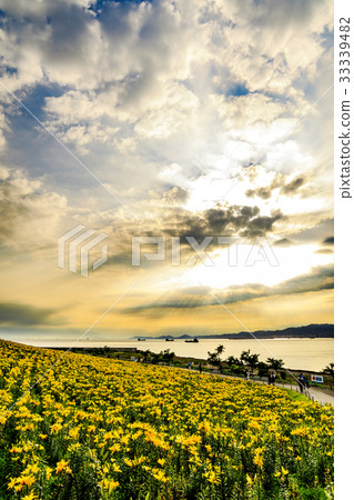 Yellow lily field angel ladder 33339482