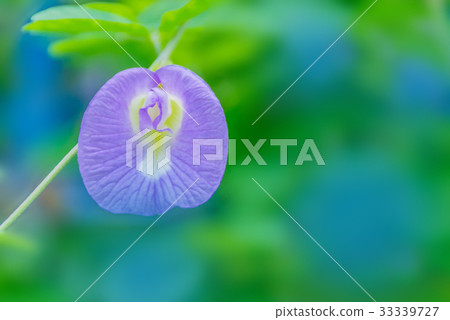 Colorful of blue pea, butterfly pea,Clitoria terna Colorful of blue pea, butterfly pea,Clitoria terna 33339727