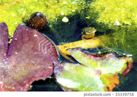 common new, Lissotriton vulgaris, female common new, Lissotriton vulgaris, female 33339738