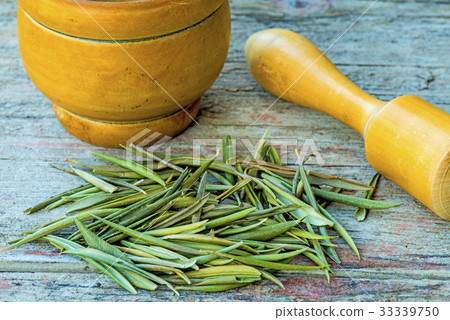 olive tree leaves, drug to lower blood pressure olive tree leaves, drug to lower blood pressure 33339750