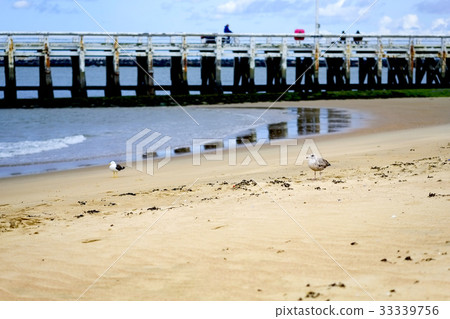 Seagulls of tidal flats Seagulls of tidal flats 33339756