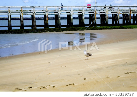 Seagulls of tidal flats Seagulls of tidal flats 33339757