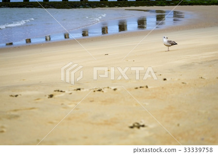 Seagulls of tidal flats Seagulls of tidal flats 33339758