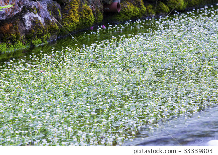 Mei algae 3 33339803