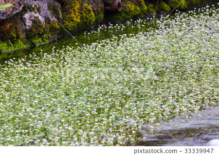 Plum flower algae 4 33339947