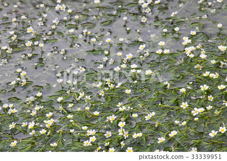 梅花藻8 梅花藻8 33339951