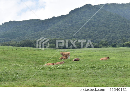 Yezan的澤西牛 33340181