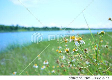Flower / Taitung / Sky / Fresh / Landscape Flower / Taitung / Sky / Fresh / Landscape 33340263