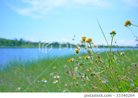 Flower / Taitung / Sky / Fresh / Landscape Flower / Taitung / Sky / Fresh / Landscape 33340264