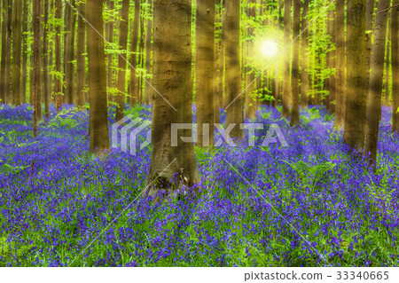 Famous forest Hallerbos in Brussels Belgium Famous forest Hallerbos in Brussels Belgium 33340665