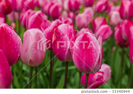 Flowers with water rain drops Flowers with water rain drops 33340944