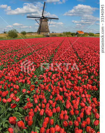Windmills and flowers in Netherlands Windmills and flowers in Netherlands 33340945