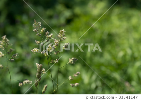 鴨子過敏 33341147