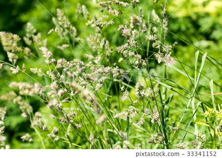 鴨子過敏 鴨子過敏 33341152