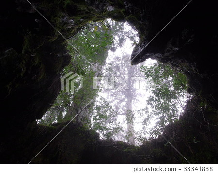 From a stump with a heart 33341838