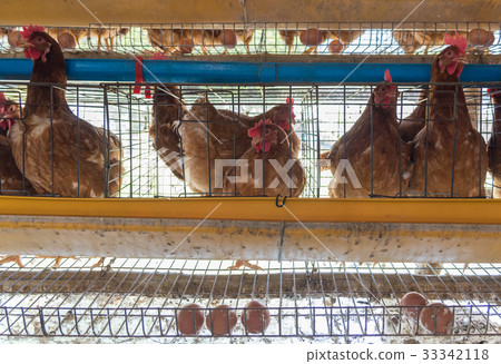 Farm chicken in a barn 33342118