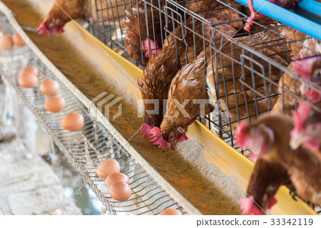 Farm chicken in a barn 33342119