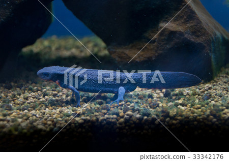 Akahara newt 33342176