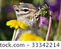 [Animal] Chipmunk (21) 33342214