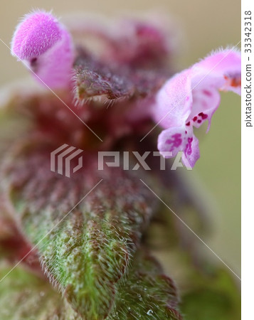 Early spring weed 33342318