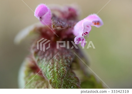 早春雜草 33342319