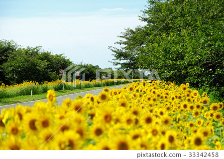 Ogata村莊強姦開花路和夏天向日葵 33342458
