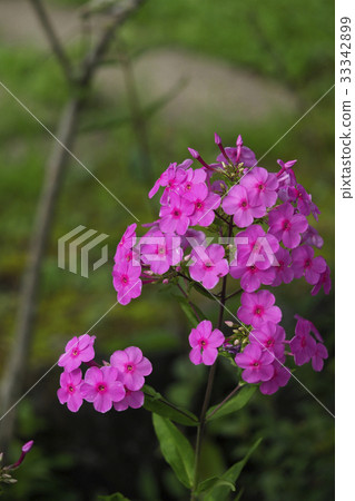 宿根福祿考 33342899