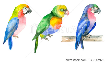 Watercolor hand drawn parrots 33342926