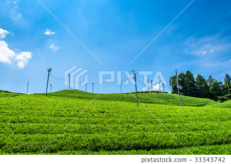 Kyoto Watsukacho Tea fields 33343742