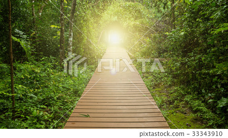 wooden walkway in jungle wooden walkway in jungle 33343910