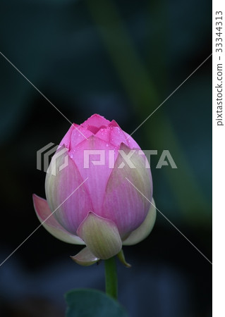 蓮花 33344313
