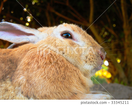 Rabbit on the rabbit island Rabbit on the rabbit island 33345211