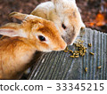 Rabbits to eat food 33345215