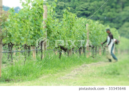 Worker mowing in vineyards Worker mowing in vineyards 33345646