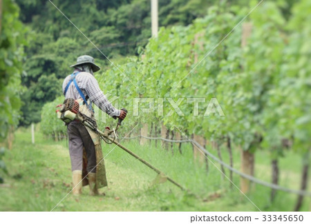 Worker mowing in vineyards Worker mowing in vineyards 33345650