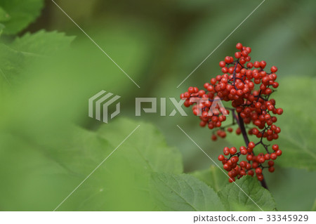 Elderberry red fruit nature green red plateau Japan plant real amulet 33345929