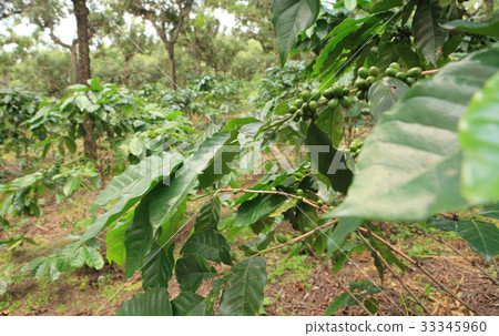 Coffee in Guatemala / Coffee in Guatemala 33345960