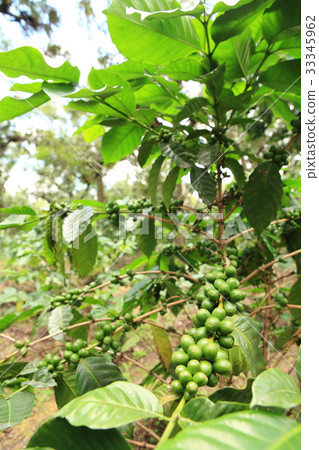 Coffee in Guatemala / Coffee in Guatemala 33345962