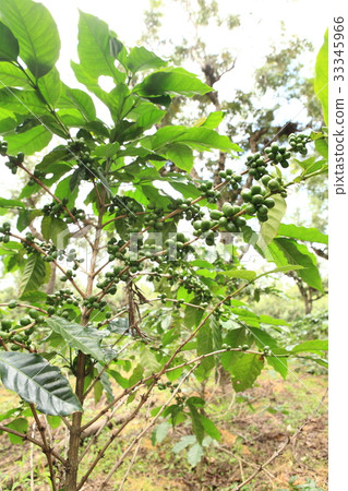 Coffee in Guatemala / Coffee in Guatemala 33345966