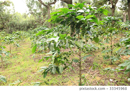 Coffee in Guatemala / Coffee in Guatemala 33345968