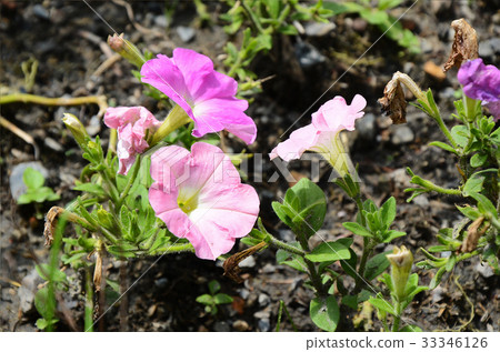 矮牛花,花 矮牛花,花 33346126