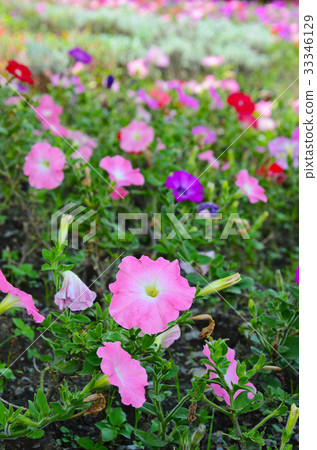 矮牛花,花 矮牛花,花 33346129