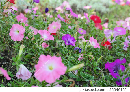 矮牛花,花 矮牛花,花 33346131