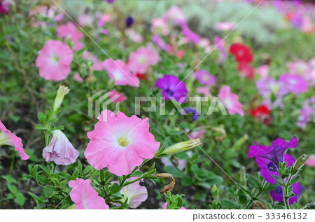 矮牛花,花 矮牛花,花 33346132