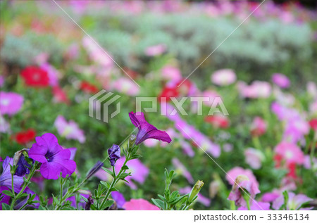 矮牛花,花 33346134