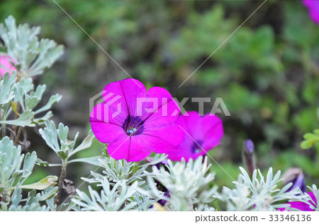 矮牛花,花 矮牛花,花 33346136