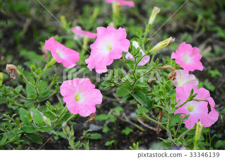 矮牛花,花 矮牛花,花 33346139