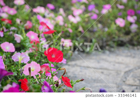 矮牛花,花 33346141