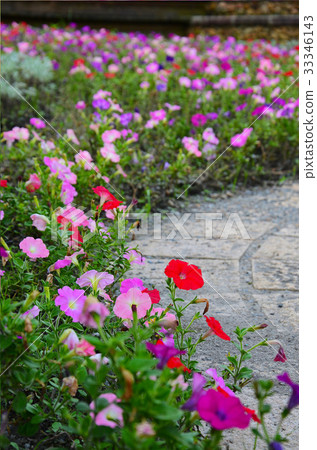 矮牛花,花 33346143